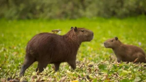 ¿Capibaras en el desierto? Hallan diente de 8,8 millones de años en Atacama