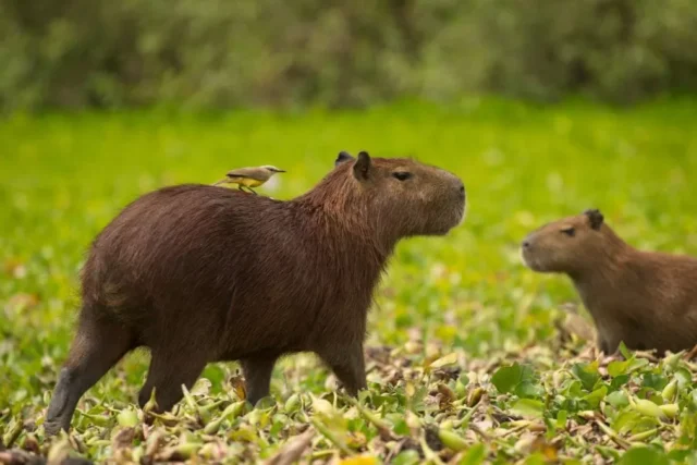 ¿Capibaras en el desierto? Hallan diente de 8,8 millones de años en Atacama