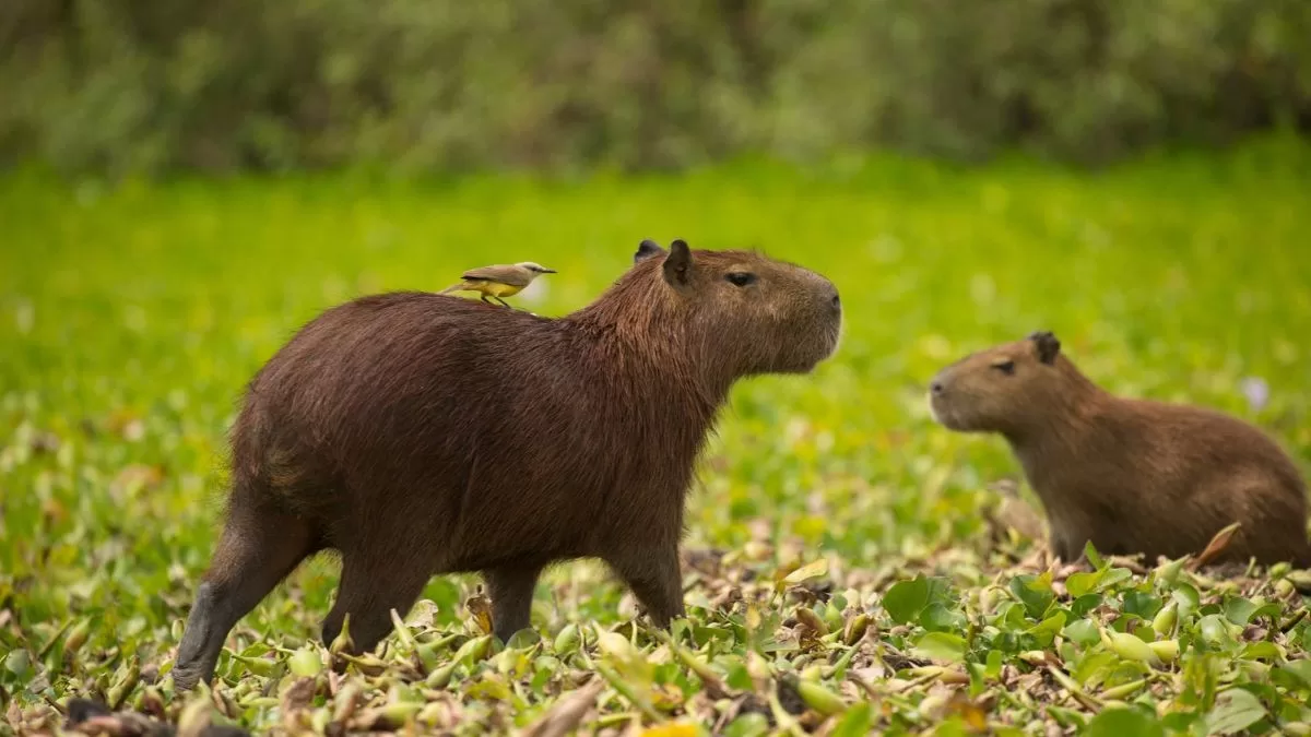 ¿Capibaras en el desierto? Hallan diente de 8,8 millones de años en Atacama