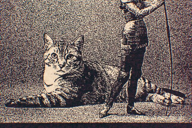 Llueven Animales